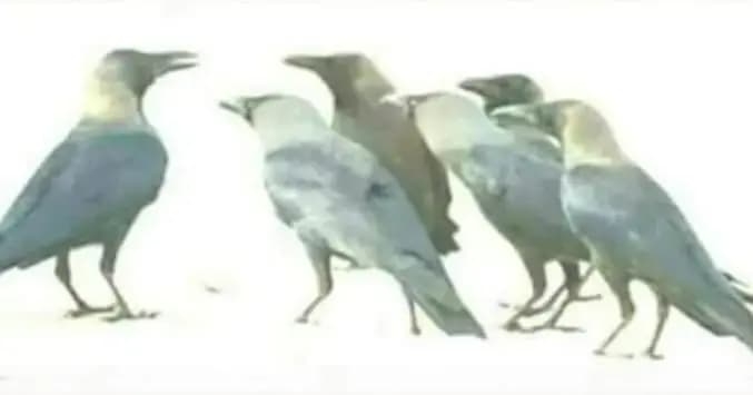 संपादकीय: - मुंडेरवा कागा काहे न बोले…?