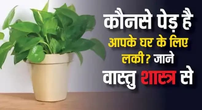 Vastu Tips: वास्तु शास्त्र के अनुसार घर में लगाएं ये शुभ पौधे, बढ़ेगी सुख-समृद्धि और सकारात्मक ऊर्जा