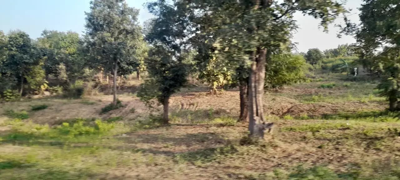 बीच जंगल में वनाधिकार पट्टा देने पर भड़का जनाक्रोश, जांच के आदेश।