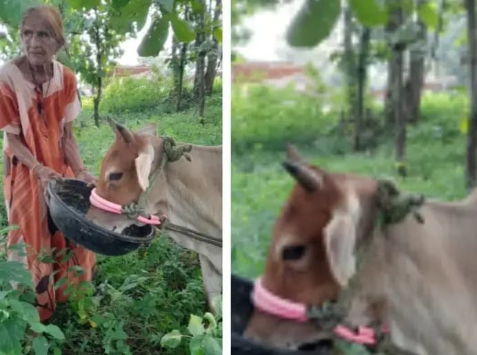 विश्व महिला दिवस पर विशेष,96 वर्ष की उम्र में भी कर रही है गौ सेवा द्वितीय विश्वयुद्ध के सैनिक की पत्नी
