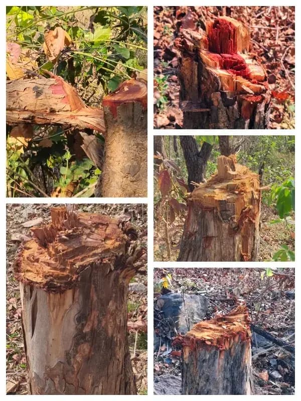 रनटोला जंगल में अवैध कटान: दर्जनों सीधा समेत कई प्रजातियों के पेड़ काटे गए, वन विभाग पर उठे सवाल