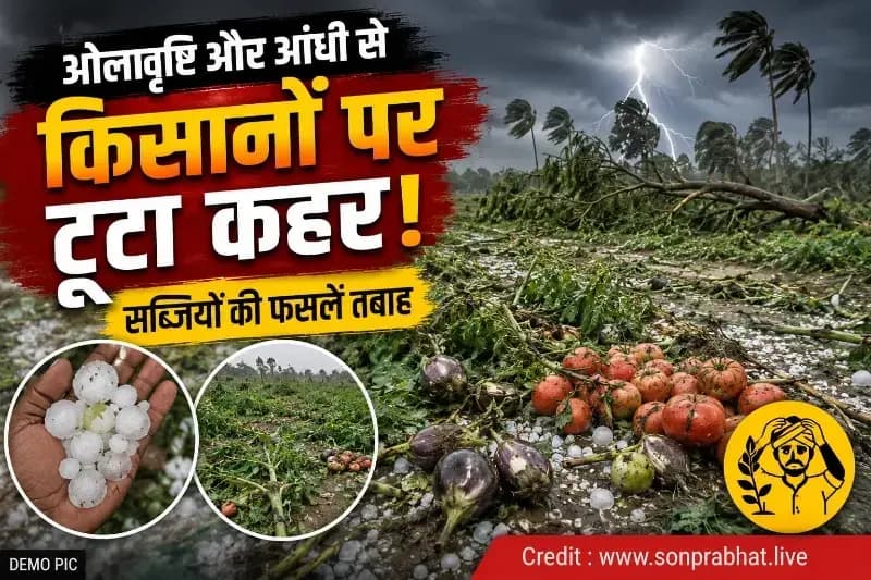 ओलावृष्टि और आंधी से किसानों पर टूटा कहर, सब्जियों की फसलें तबाह