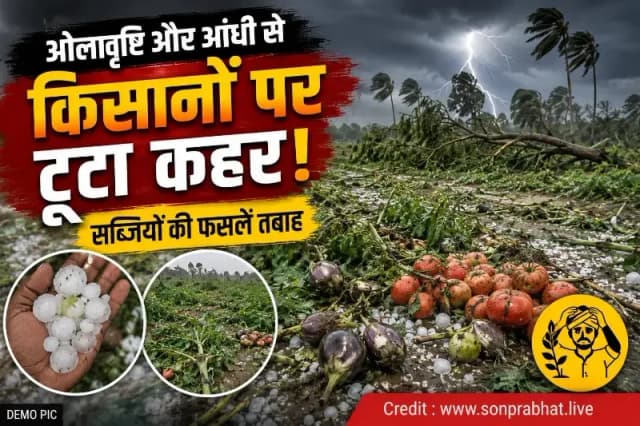 ओलावृष्टि और आंधी से किसानों पर टूटा कहर, सब्जियों की फसलें तबाह