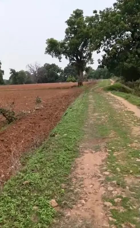 70 साल पुरानी ग्रामीण सड़क पर जोताई कर बोई अरहर-तिल, ग्रामीणों में आक्रोश; अतिक्रमण हटाने की मांग