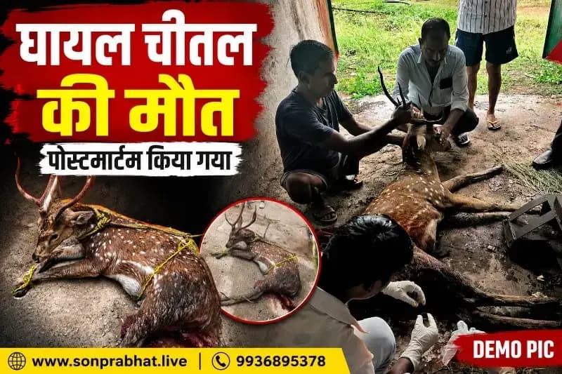 जंगल से भटककर नहर में गिरा हिरण, ग्रामीणों ने बचाया, इलाज के दौरान हुई मौत