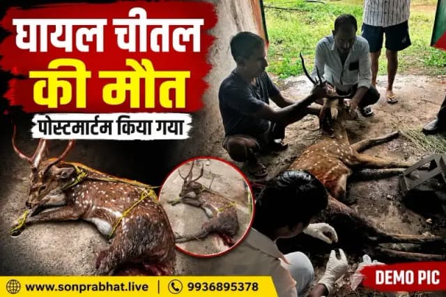 जंगल से भटककर नहर में गिरा हिरण, ग्रामीणों ने बचाया, इलाज के दौरान हुई मौत