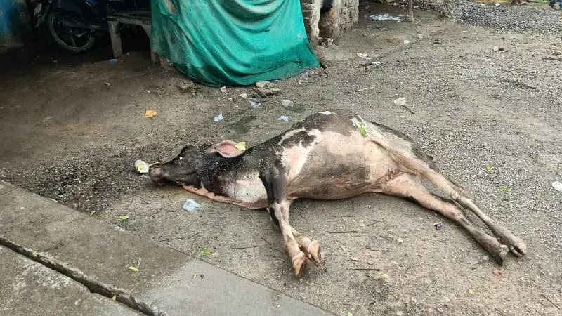 करंट की चपेट में आने से दुधारू गाय की मौत, जांच व कार्रवाई की मांग