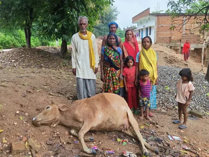 आकाशीय बिजली की चपेट में आने से दुधारू गाय की मौत