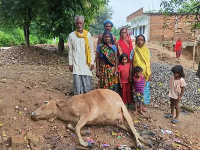 आकाशीय बिजली की चपेट में आने से दुधारू गाय की मौत