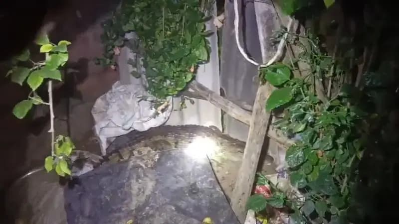 हाइडिल कॉलोनी में आधी रात पहुंचा विशालकाय मगरमच्छ, मचा हड़कंप