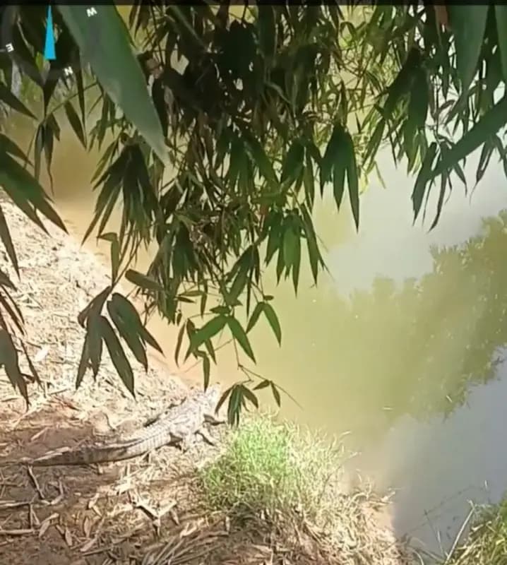 घर के बाहर निकला छह फीट लंबा मगरमच्छ, डेढ़ घंटे की मशक्कत के बाद रेस्क्यू