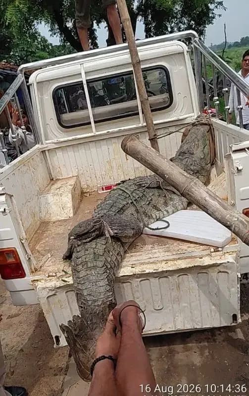 मगरमच्छ की फुंफकार से सहमे ग्रामीण, वन विभाग ने सुरक्षित पकड़ा