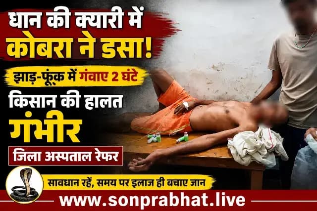 सोनभद्र: धान के खेत में किसान को कोबरा ने डसा, झाड़-फूंक में समय गंवाने से हालत गंभीर