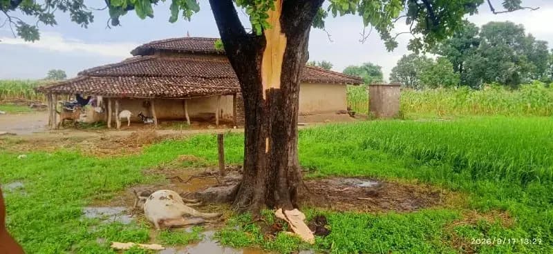 वज्रपात की चपेट में आने से बैल की मौत, किसान को हुआ पशुधन का नुकसान