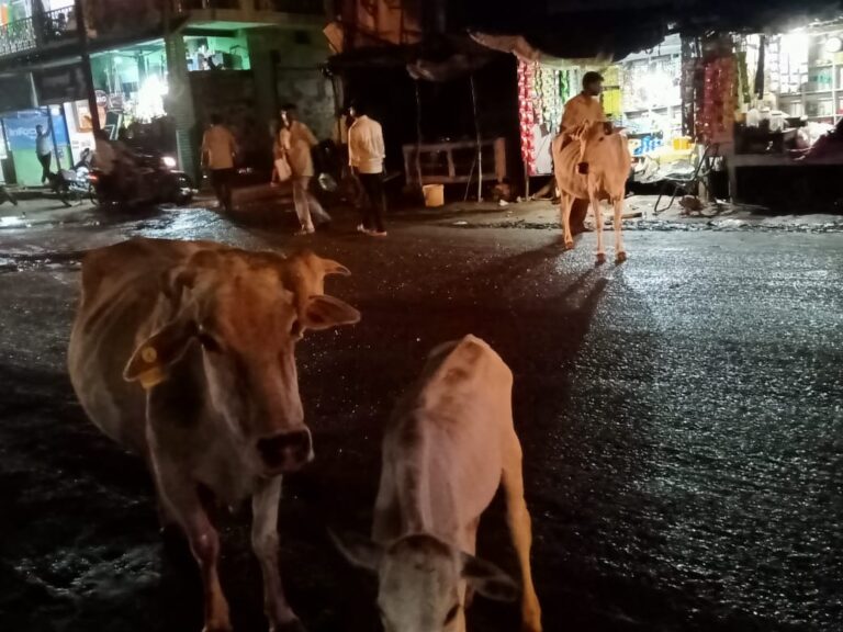 आदर्श नगर पंचायत दुद्धी सफाई में फिसड्डी – मुंसिफ कोर्ट परिसर में पशुओं के द्वारा गोमूत्र से चेंबर में गंदगी फैलने पर अधिवक्ता बिफरे।