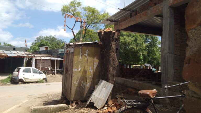 सड़क के किनारे छायादार वृक्ष को खुलेआम मनबढ़ो ने काटा, नाकाम दिखा वन प्रशासन।