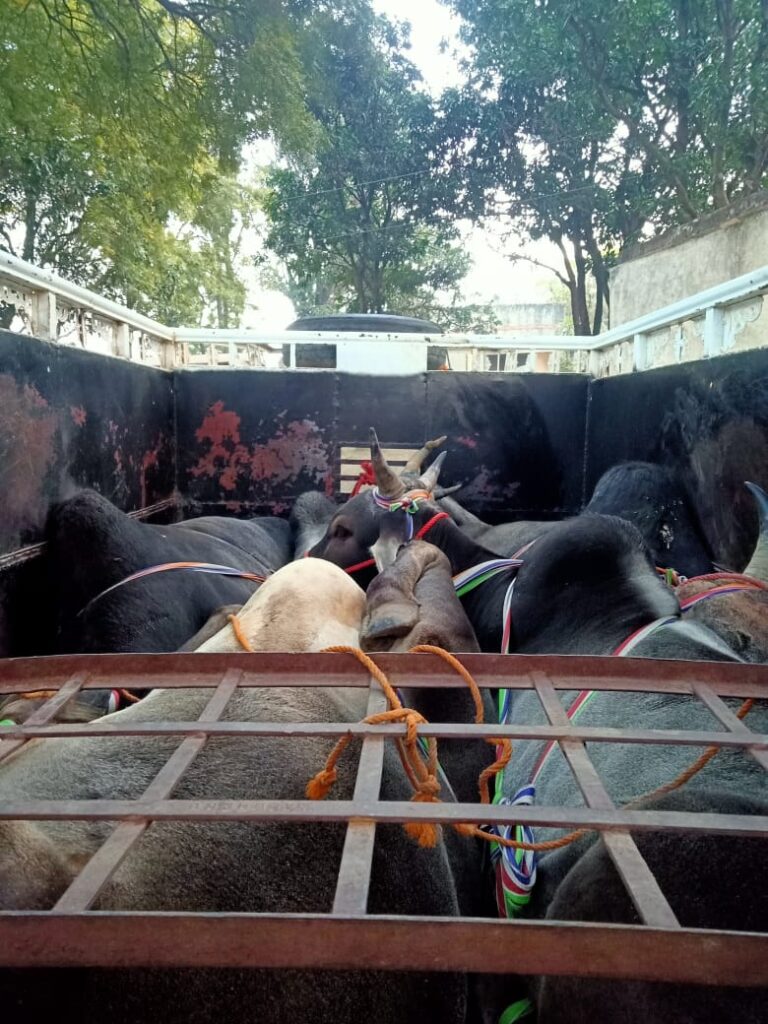 पशु तस्करी की गाड़ियों का रिकार्ड टूटा,दो दर्जन से अधिक गाड़ियां बिहार निकलीं।