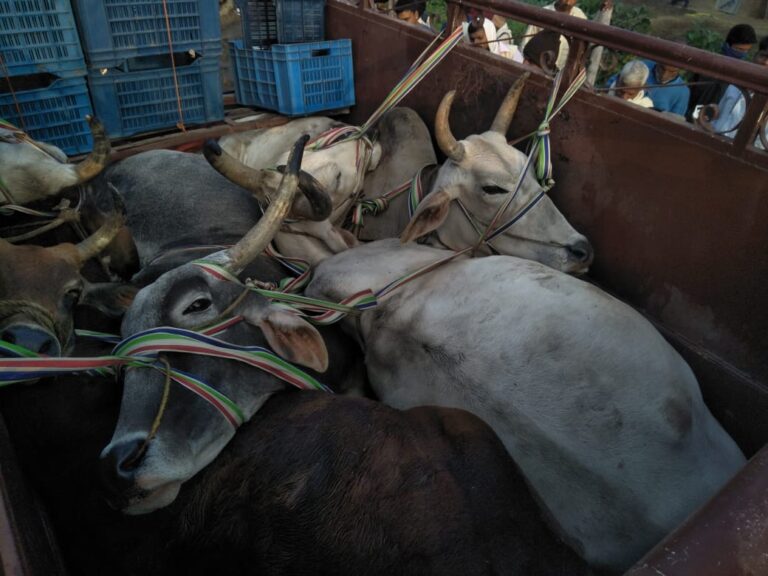 पुलिस को चकमा देकर भागे पशु तस्कर, कुल 27पीकप पशु गए बिहार।