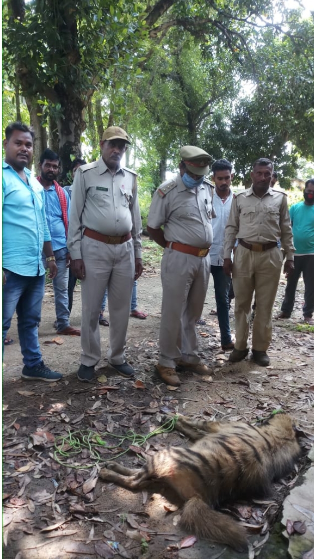 घायल अवस्था मे मिला लकड़बग्घा, किया गया उपचार।