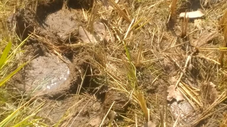 बभनी -: जंगली हाथियों का झुण्ड फिर पहुंचा रम्पाकुरर, फसलो को पहुचा काफी नुकसान,लोगों में दहशत।