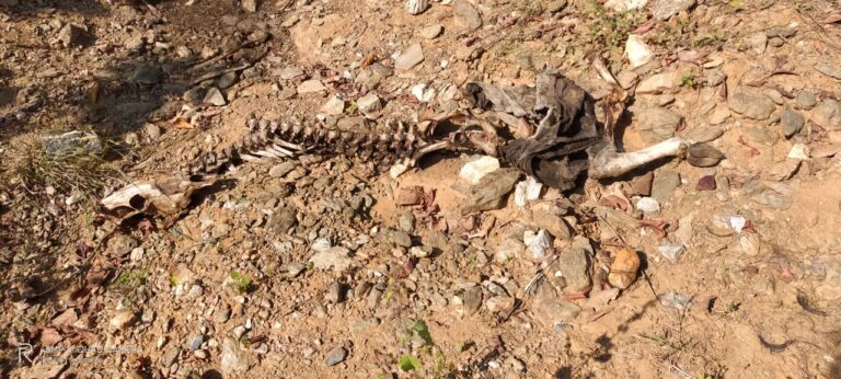 सोननगर में जंगली सुअर मारने के लिए लगाये गये फासा में फसने से गाय की मौत।