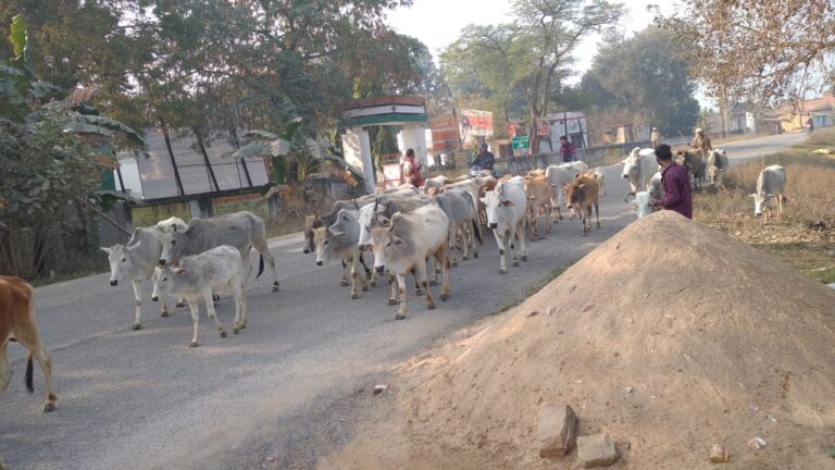 रायपुर-: मुख्य मार्ग से 5 दर्जन पशु तस्करी कर ले जाते हुए लोगो को गोबध व पशुक्रूरता अधिनियम के तहत किया चालान।