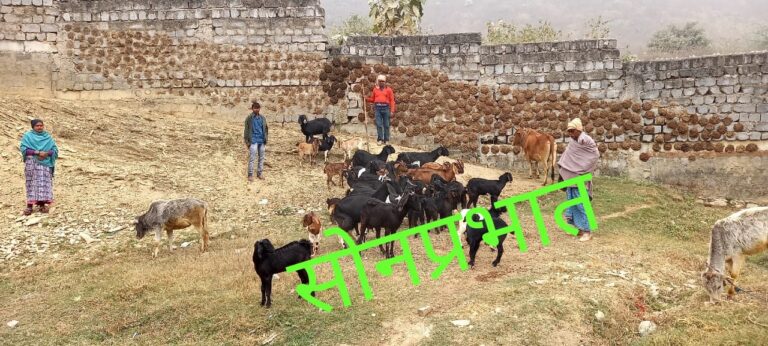 जंगली जानवर का आतंक, बकरियों को बना रहे शिकार।