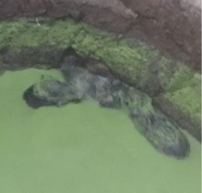 बभनी- :कुए में गिरे तीन जंगली सुअर,वन विभाग रेस्क्यू कर निकालने का कर रही प्रयास।