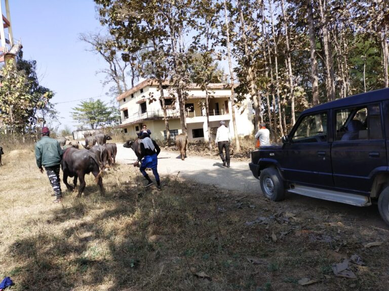 पशु क्रूरता में लिप्त दो ट्रकों को पुलिस ने पकड़ा।