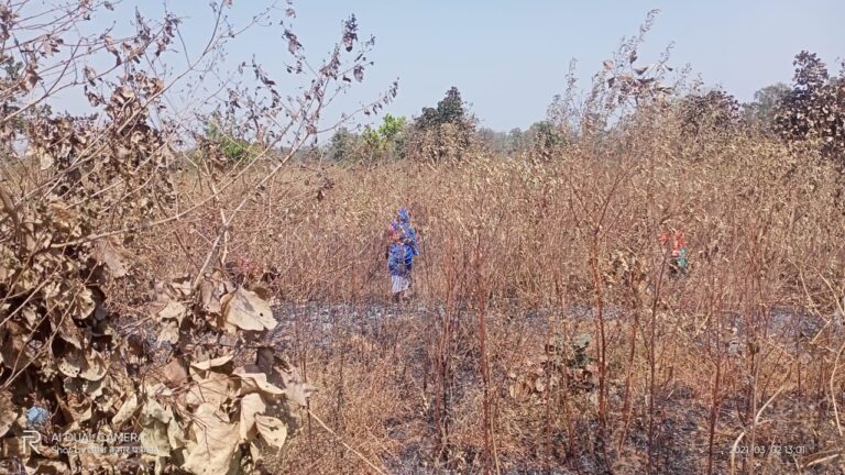 अरहर की आठ बीघा खड़ी फसल जलकर राख, मुआवजे की मांग।