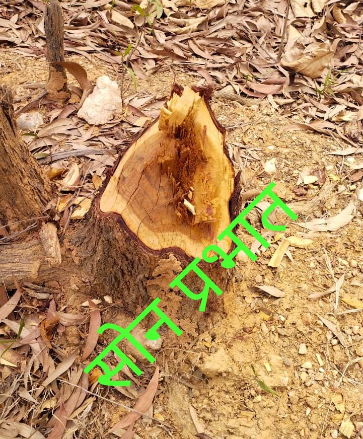 डाला वन रेंज के  जंगलों से पेड़ों की कटाई बदस्तूर जारी।