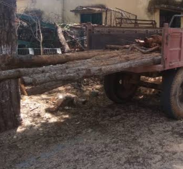 मैनेज का खेल में सराबोर है जिम्मेदार ,साखू के बल्ली का परिवहन कर रहे ट्रैक्टर को पकड़कर छोड़ा, चर्चाओं का बाजार गर्म।