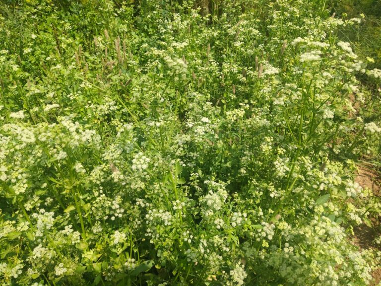 उपजिलाधिकारी दुद्धी के पहल पर भारतीय मसाला बीज अनुसंधान केंद्र अजमेर धनिया का बीज दुद्धी तहसील पहुंचा।
