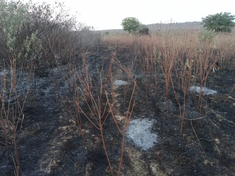 आग लगने से दस बिस्वा अरहर जलकर खाक।