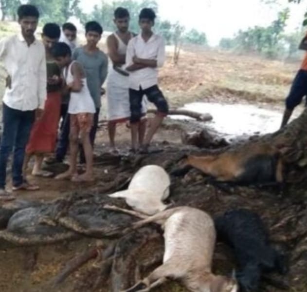 बिजली गिरने से पांच बकरियों की हुई मौत,आर्थिक मदद का लगाया गुहार।
