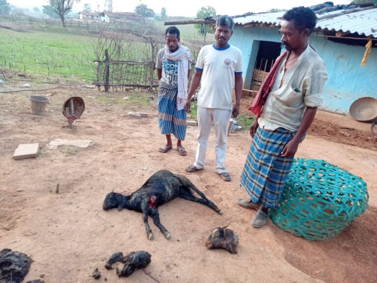 जंगली जानवरों ने बकरों को बनाया शिकार