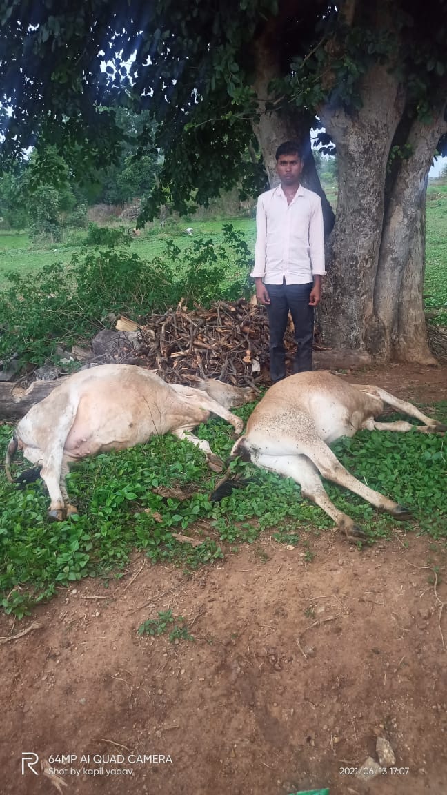 आकाशीय बिजली से हुई पशुओं की मौत