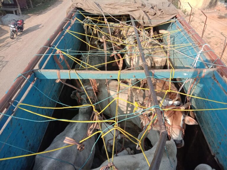 12 पशुओं के साथ एक तस्कर गिरफ्तार ,दो पीकप सीज