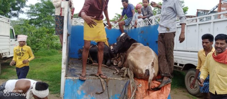 सोनभद्र -: 15 पशुओं के साथ दो तस्कर गिरफ्तार,दो पीकप सीज।