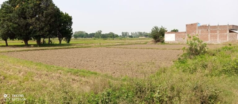 सोनभद्र – बारिश नहीं होने से धान की खेती प्रभावित, भदई फसल सुखनें के कगार पर।