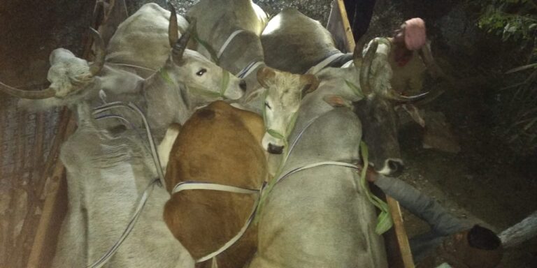 पशु तस्करी अपने चरम सीमा पर कोई रोक टोक नहीं:प्रशासन खामोश