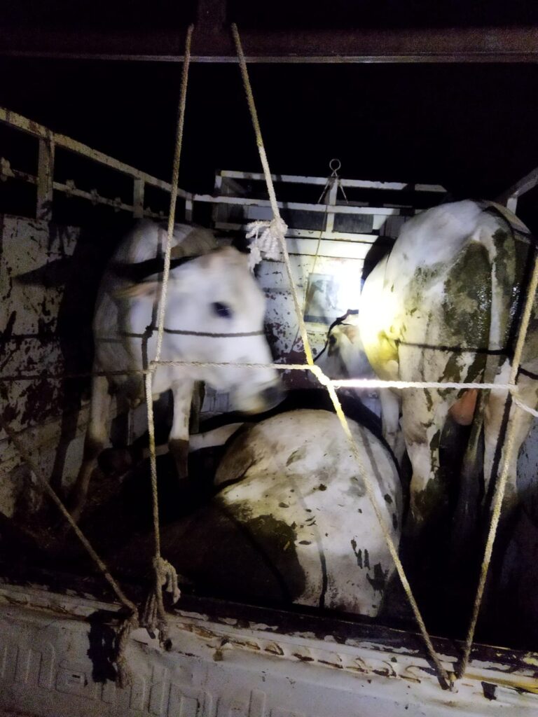 तीन पशुओं के साथ एक तस्कर गिरफ्तार।