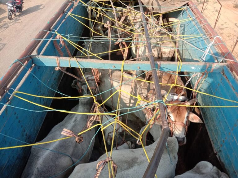 पशु तस्करों के आगे पुलिस लाचार, रायपुर थाना क्षेत्र से बिहार जा रहे पशु लदे वाहन।