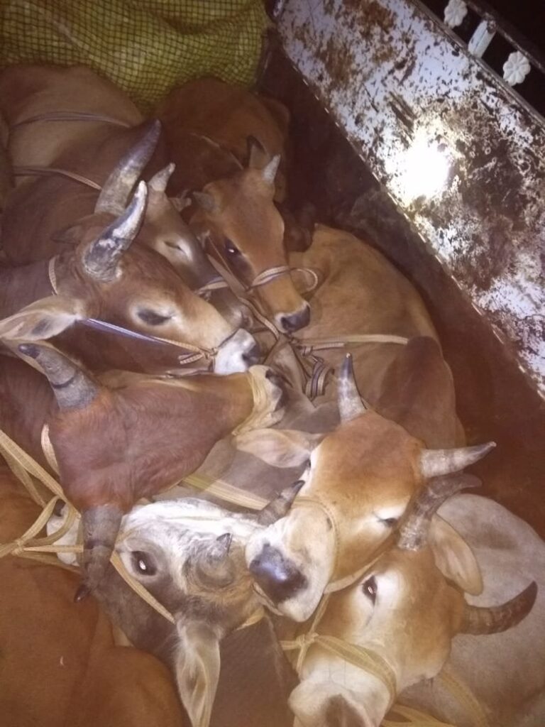 सात पशुओं सहित पिकअप बरामद, तस्कर फरार।