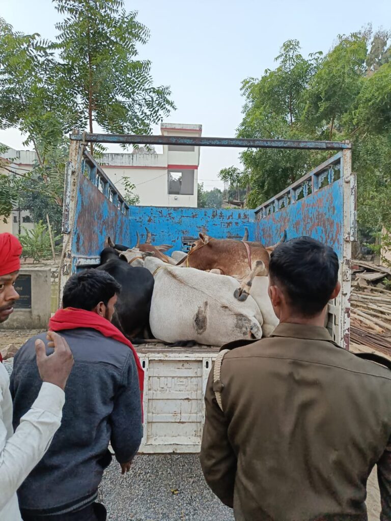 सोनभद्र – एक पिक-अप सहित सात पशु बरामद।
