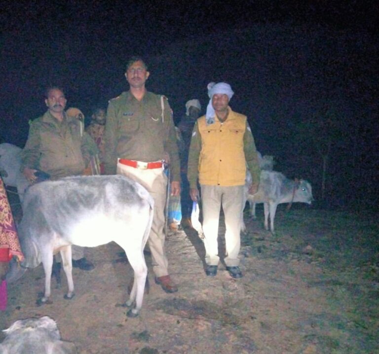 वध हेतु जा रहे 37 राशि गोवंश बरामद कर ग्रामीणों को किया गया सुपुर्द।