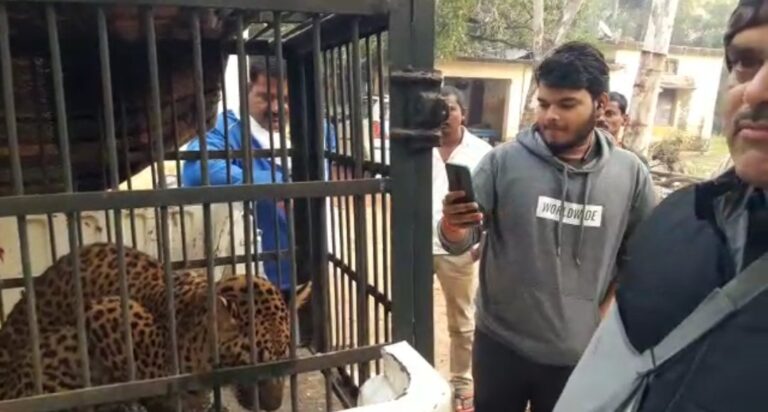 वन विभाग की टीम ने रेस्क्यू कर पकड़ा तेंदुआ, घुवास के जंगल में देखा गया था।