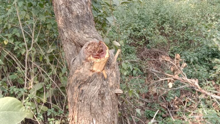 सक्रिय वन माफिया वनों के सफाई में जुटे, कार्यवाही शून्य।