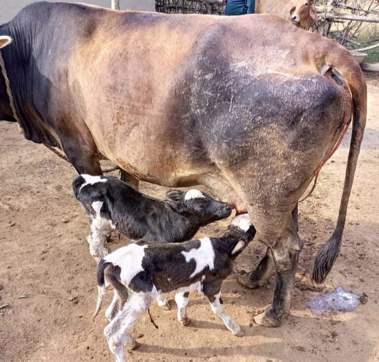 अद्भुत – दुद्धी विधायक के जर्सी गाय ने देर रात्रि जुड़वा बछड़े को दिया जन्म।