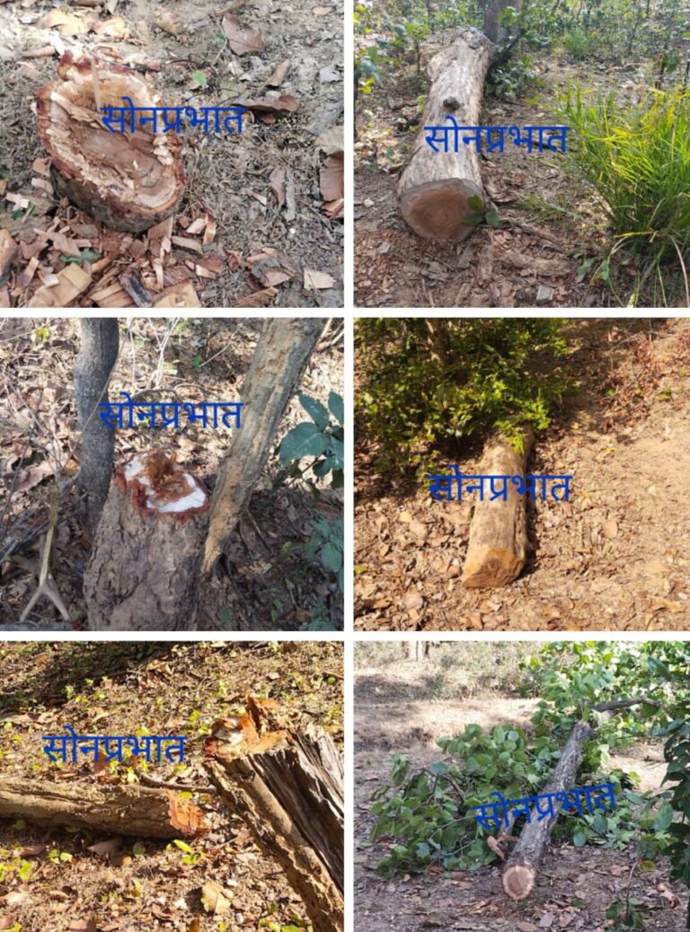 डाला – वनों की अवैध कटान से तहस – नहस हो रही प्रकृति, जिम्मेदार मूकदर्शक।